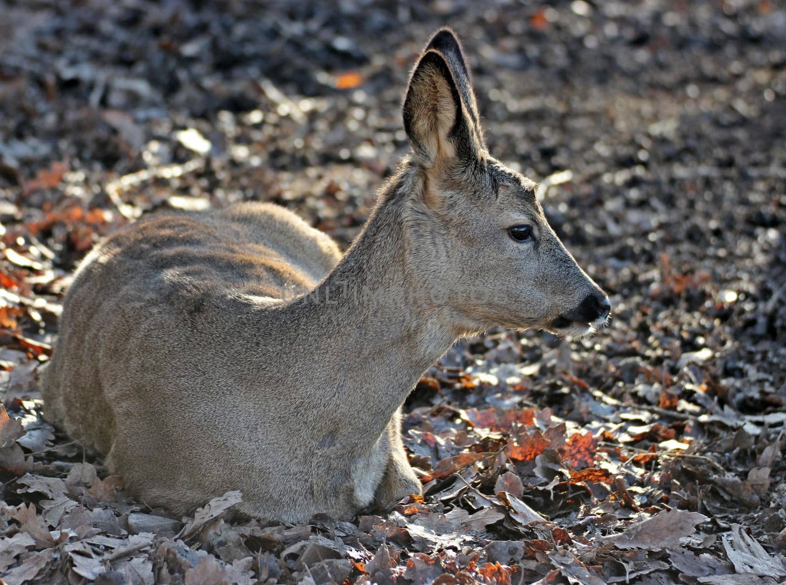Lying roe deer (Capreolus capreolus)