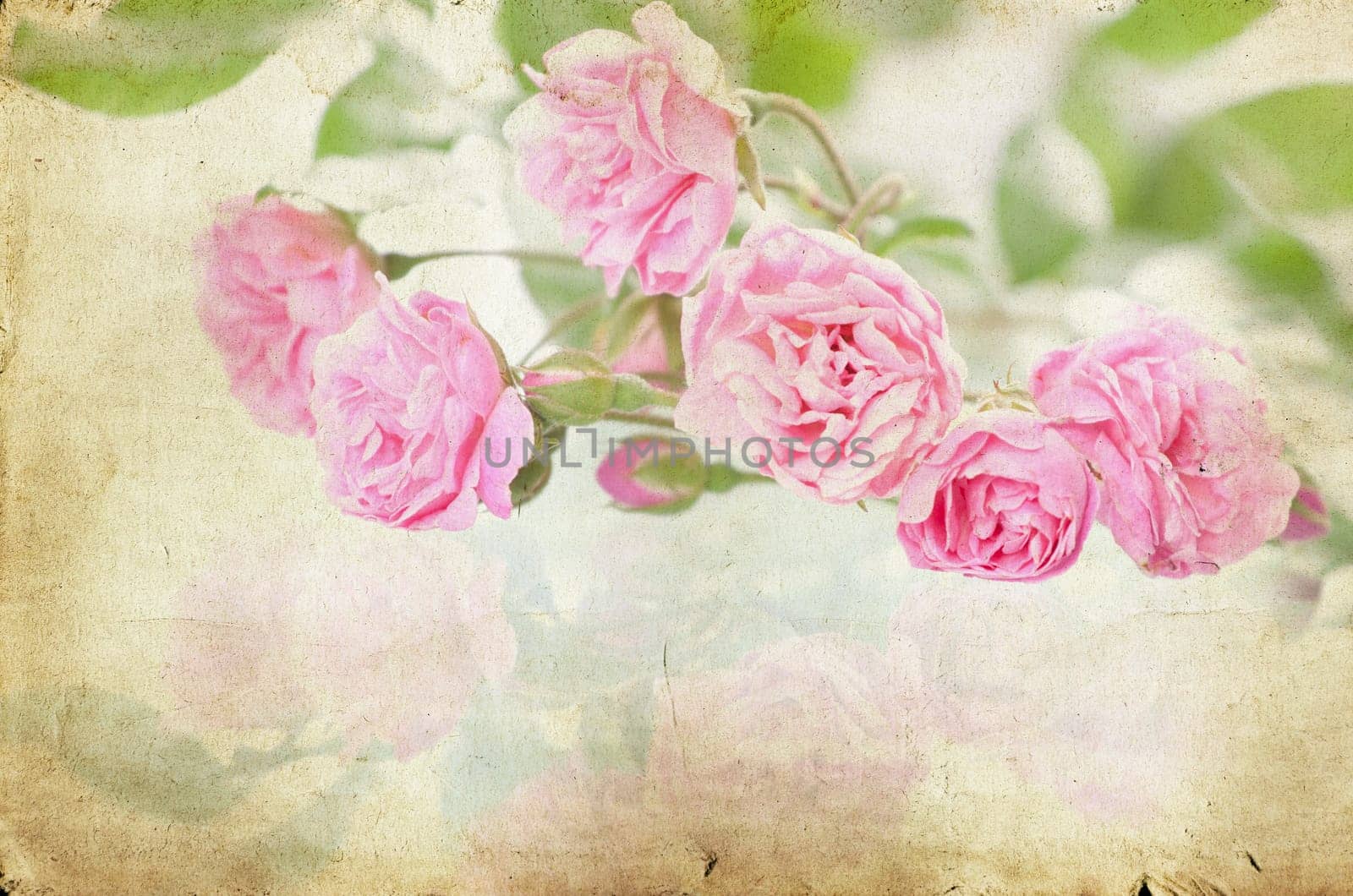 Pink roses on brown vintage cartboard paper background