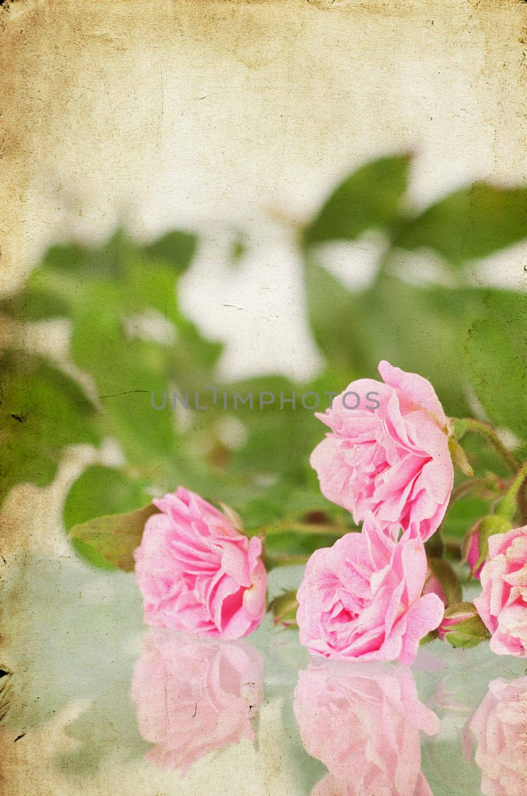 Pink roses on brown vintage cartboard paper background