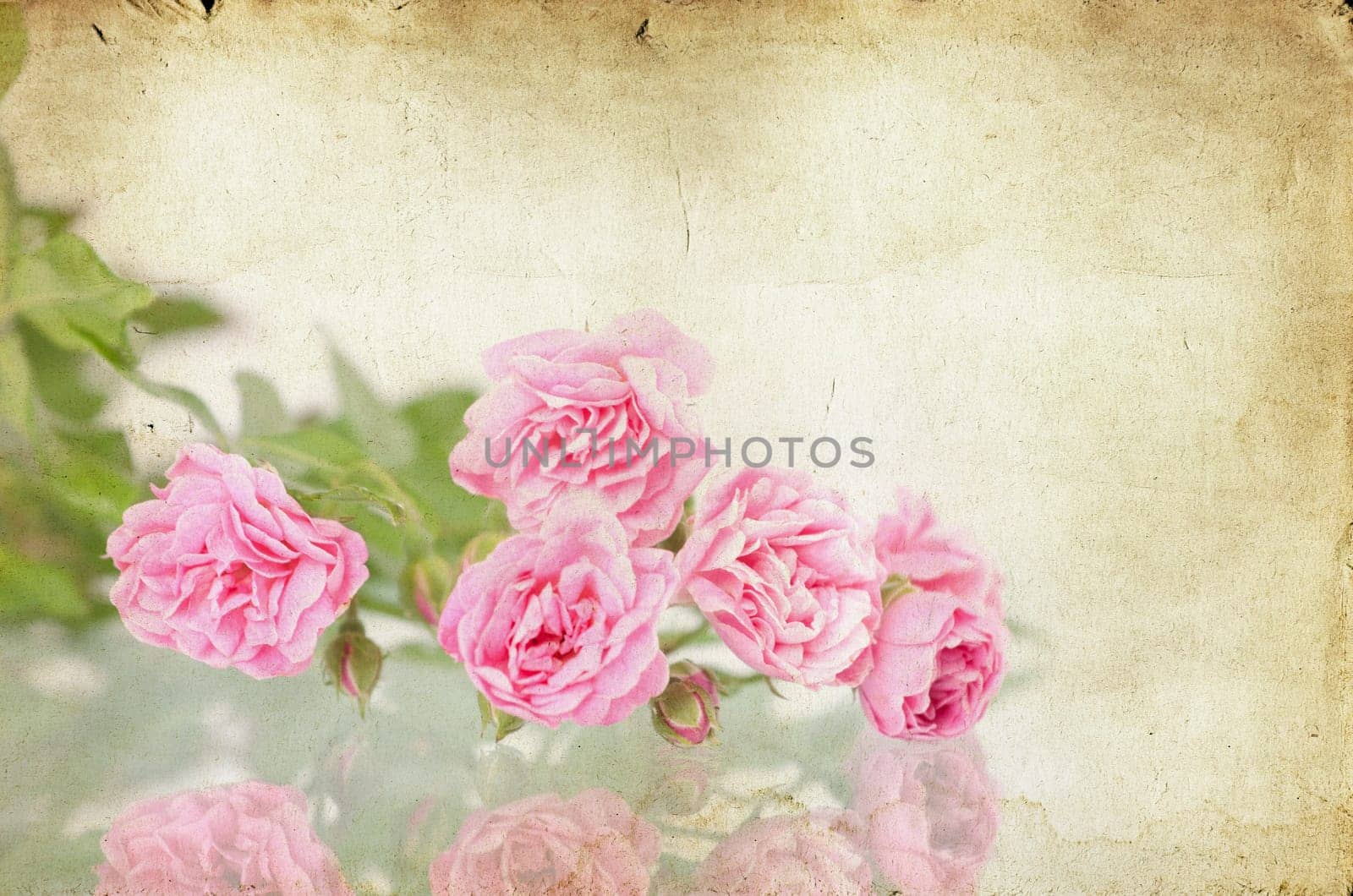 Pink roses on brown vintage cartboard paper background