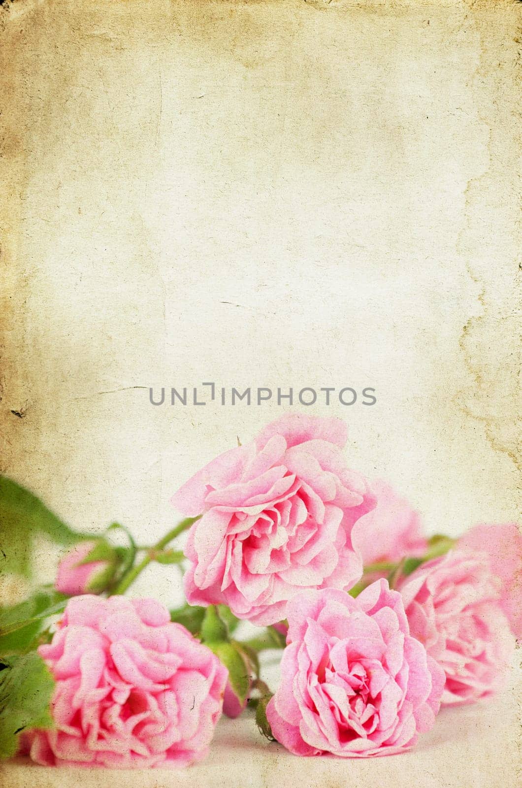 Pink roses on brown vintage cartboard paper background