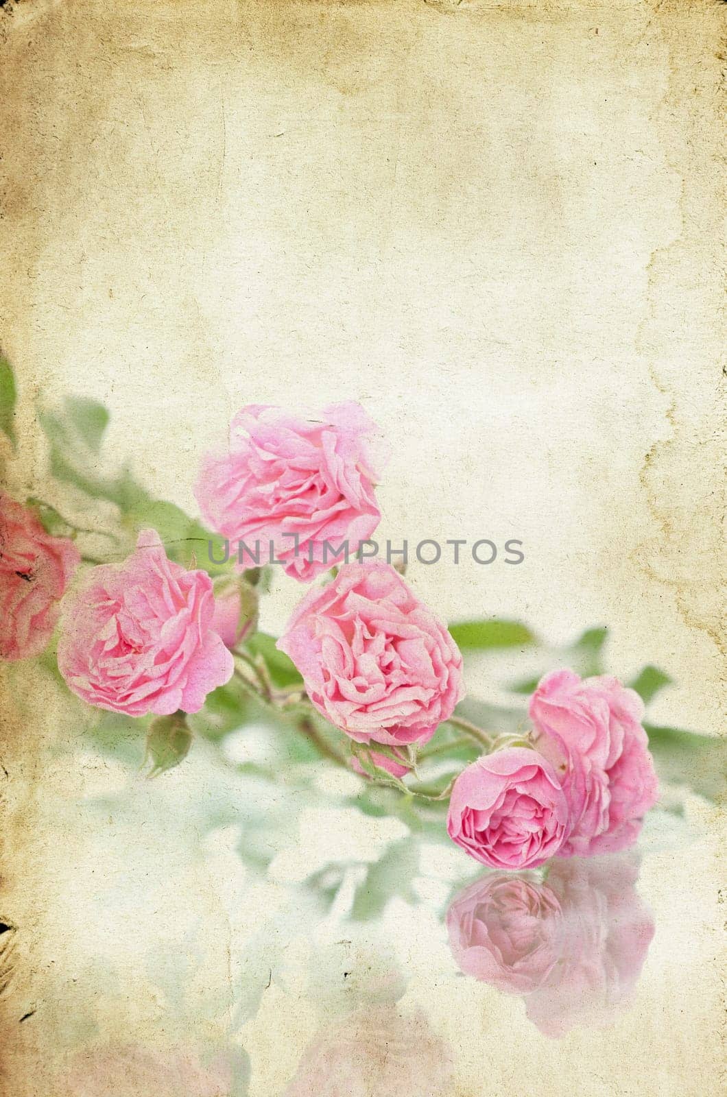 Pink roses on brown vintage cartboard paper background
