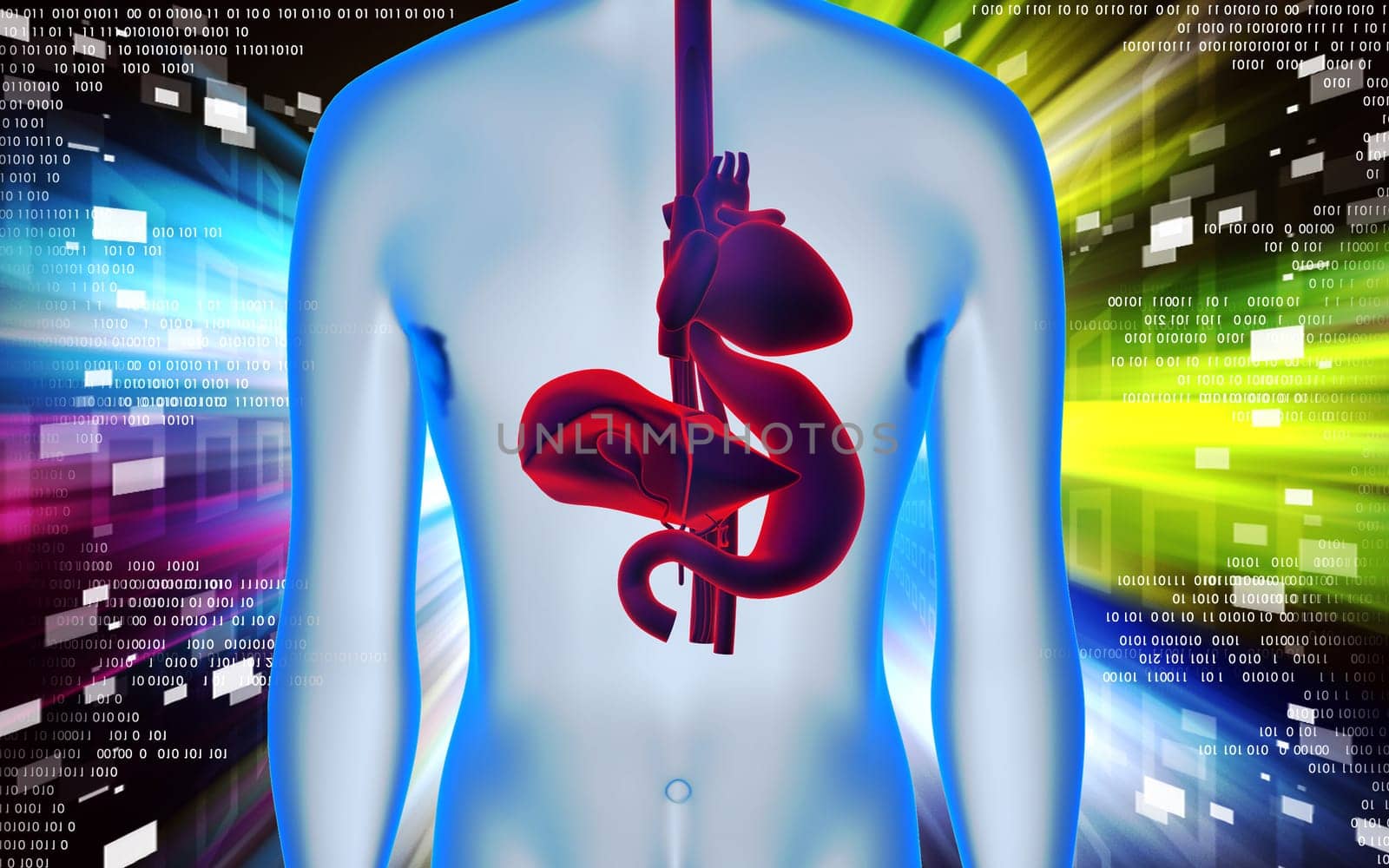 Digital illustration of heart, liver and stomach in colour background