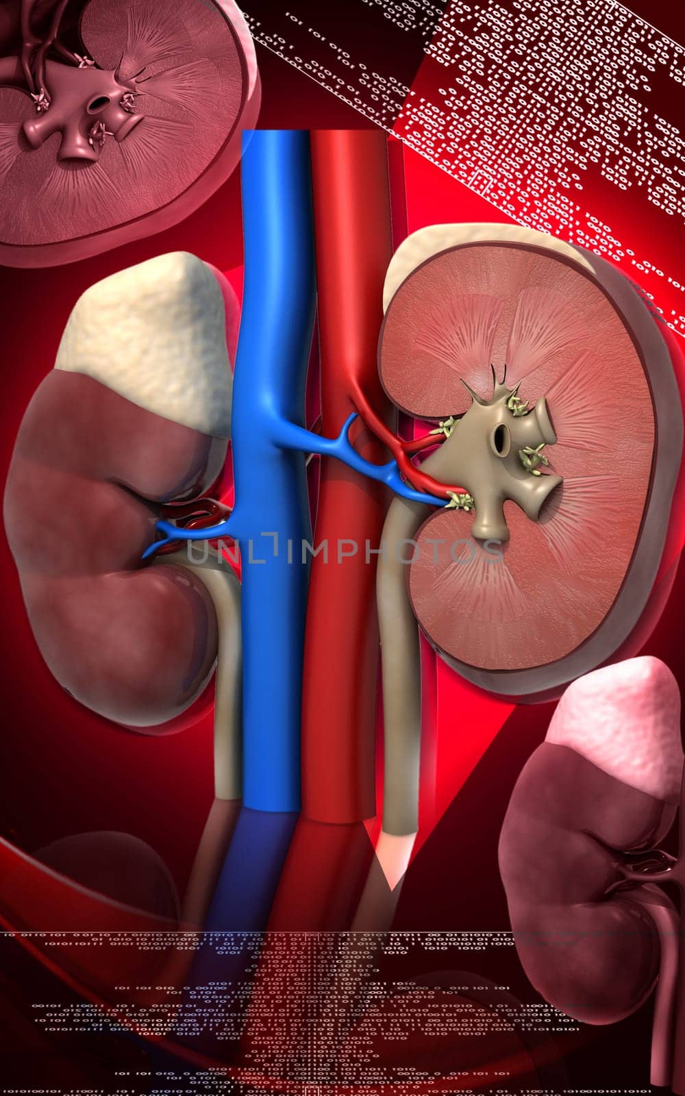Digital illustration of kidney in colour background