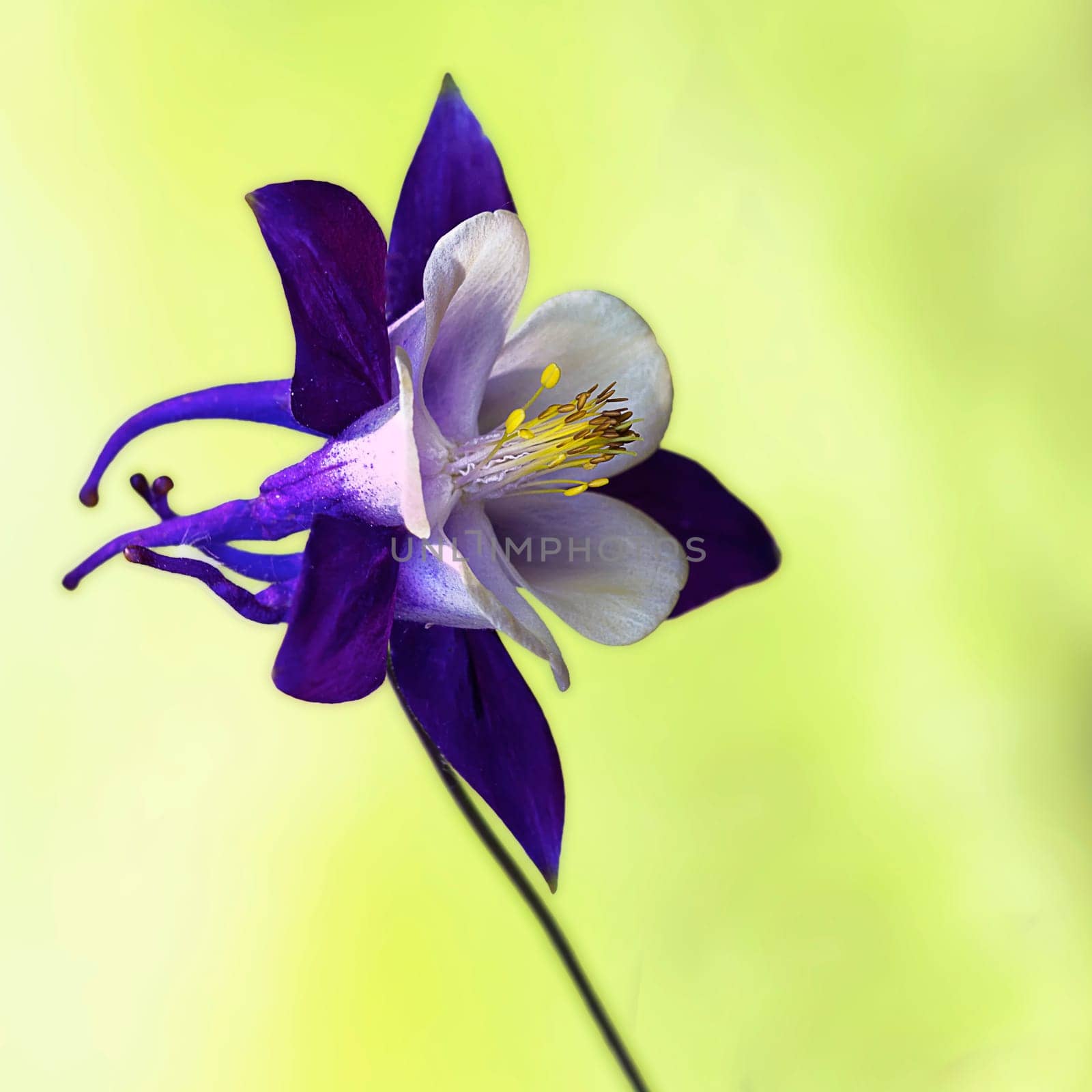 Black-violet columbine