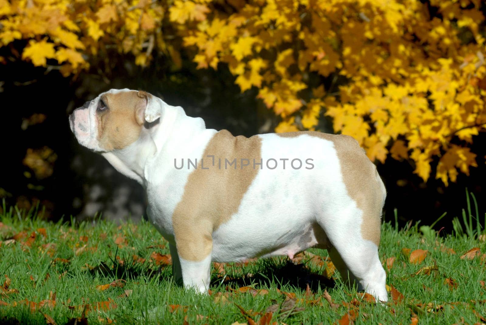english bulldog female standing in the grass in the autumn season