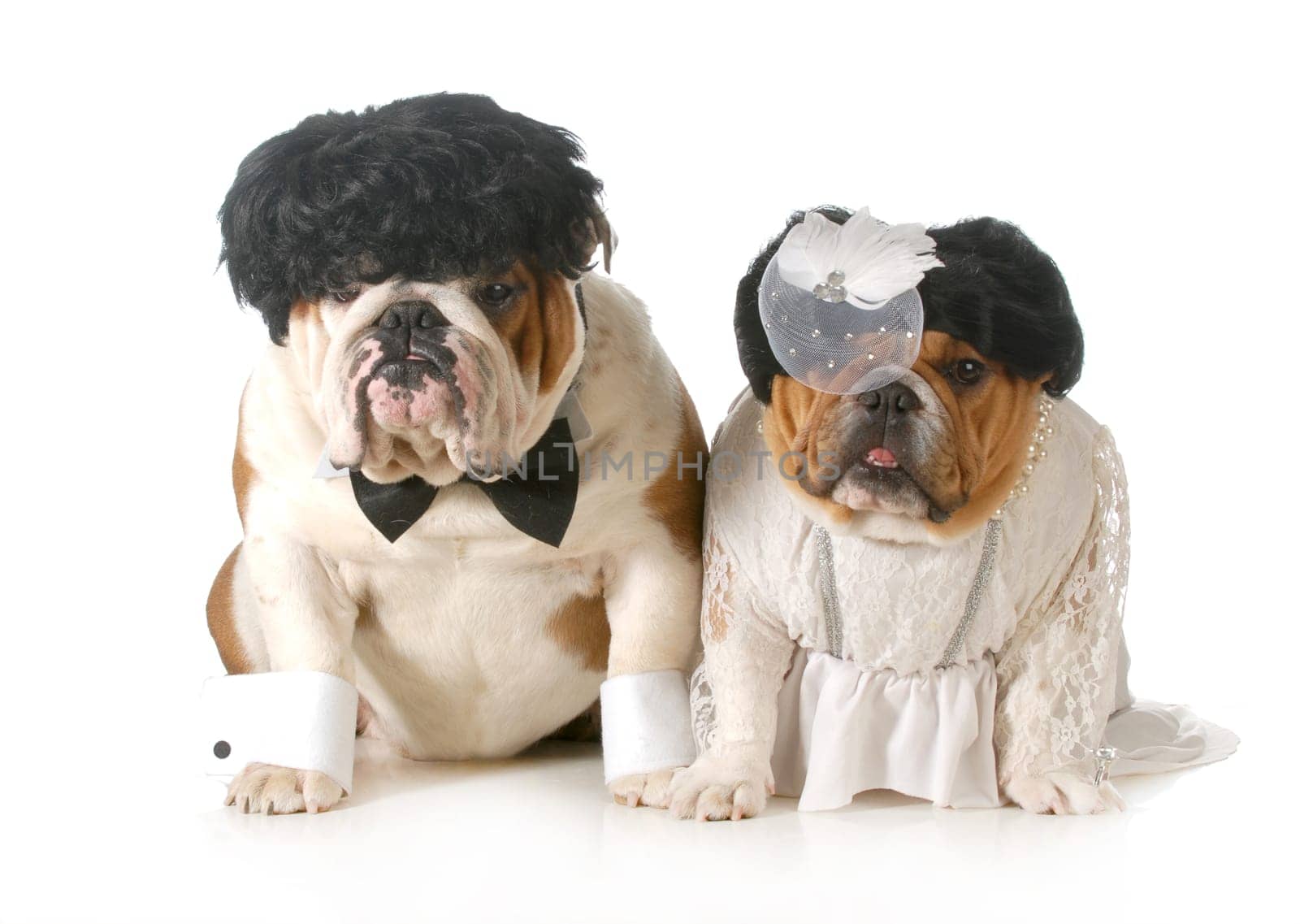 bride and groom dog - english bulldogs dreesed up like bride and groom isolated on white background