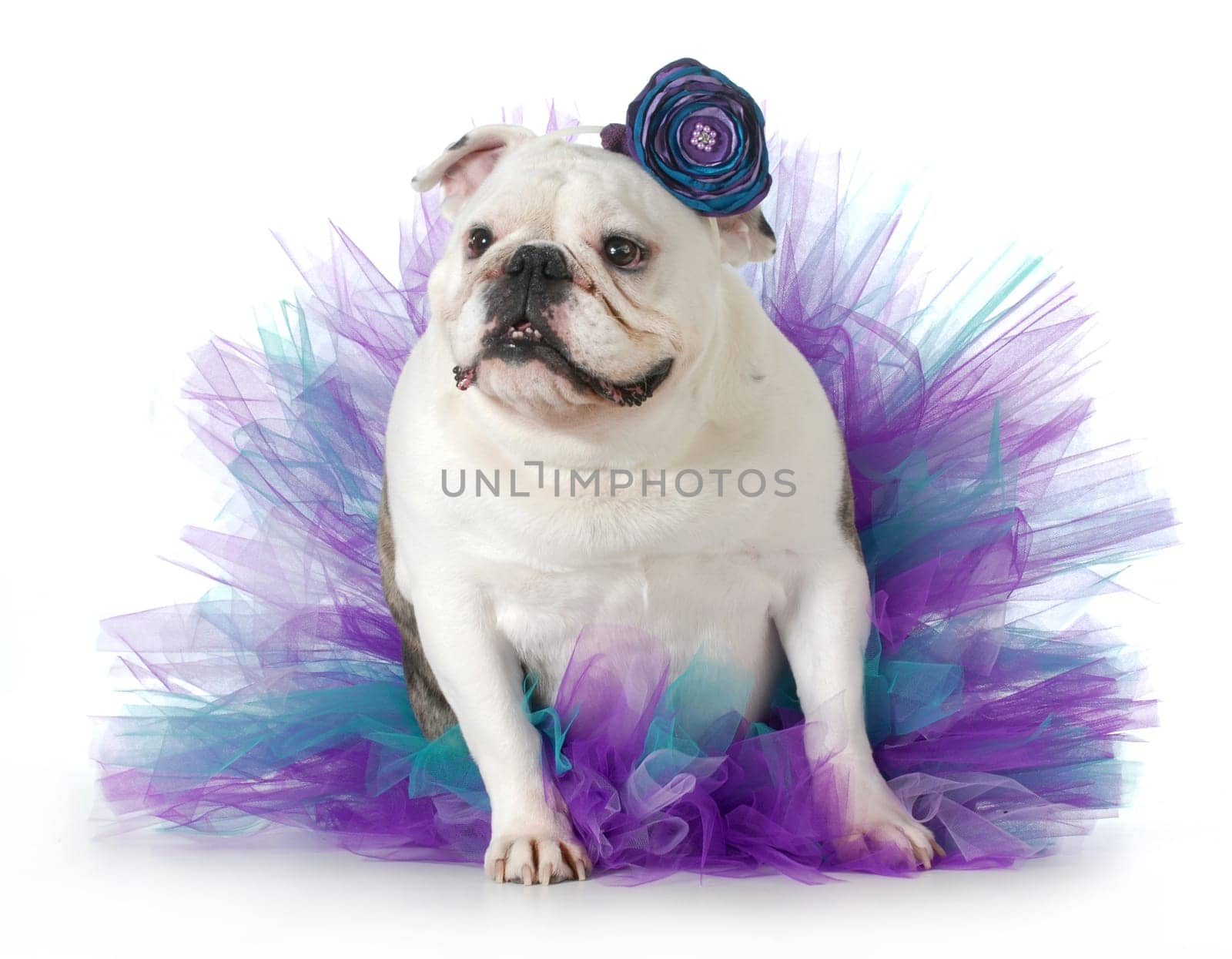 spoiled dog - english bulldog dressed up wearing a tutu isolated on white background