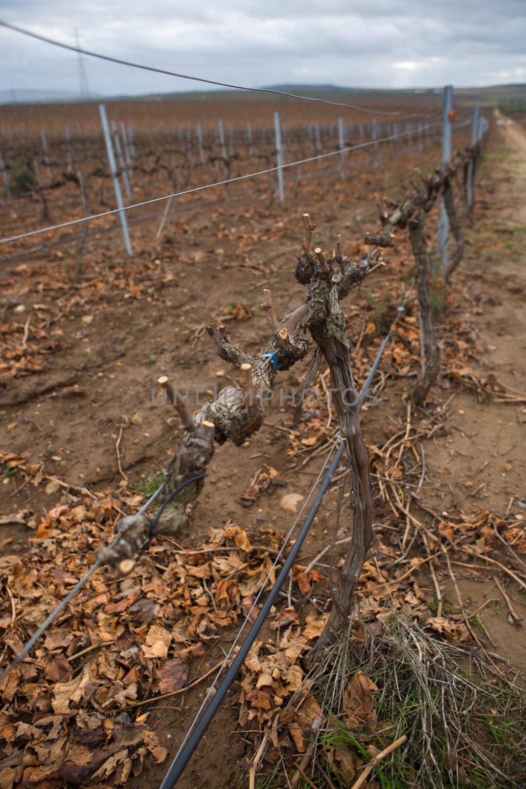 Cropland of Vineyards in winter Badajoz, Spain. Looking vineyard rows with red and yellow leaves in autumn