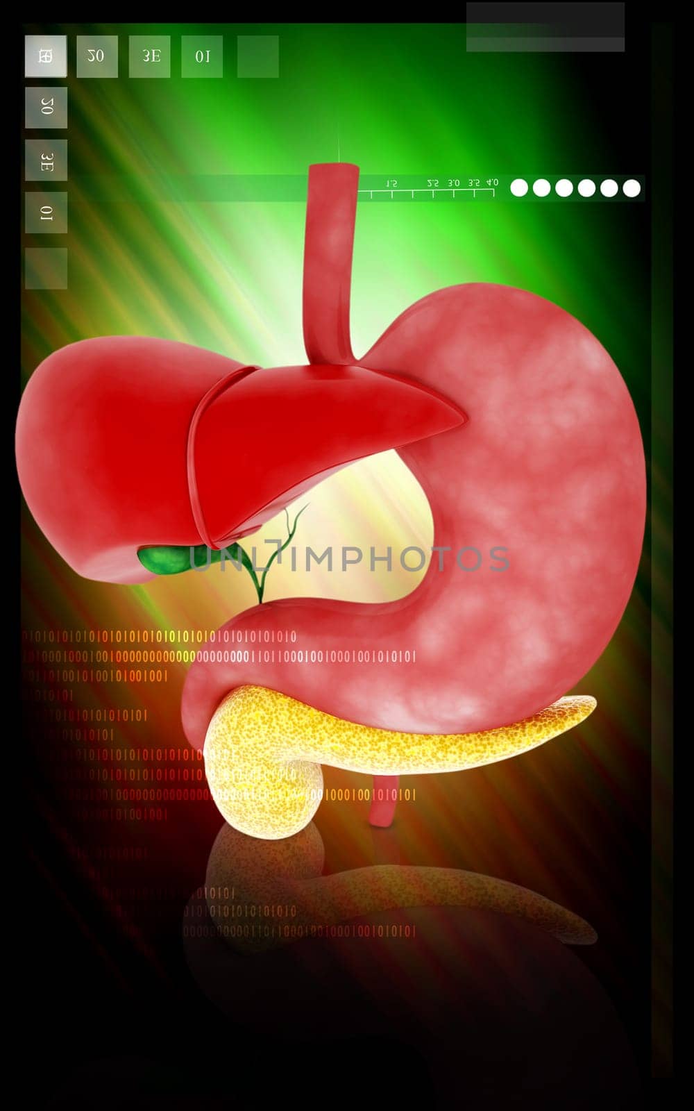 Digital illustration of Liver and stomach in colour background