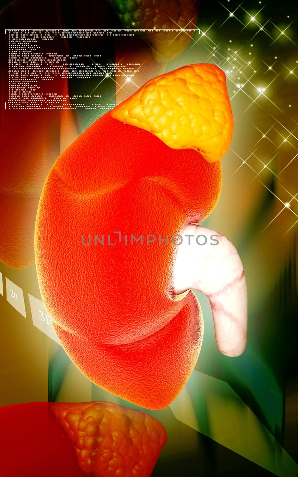 Digital illustration of kidney in colour background