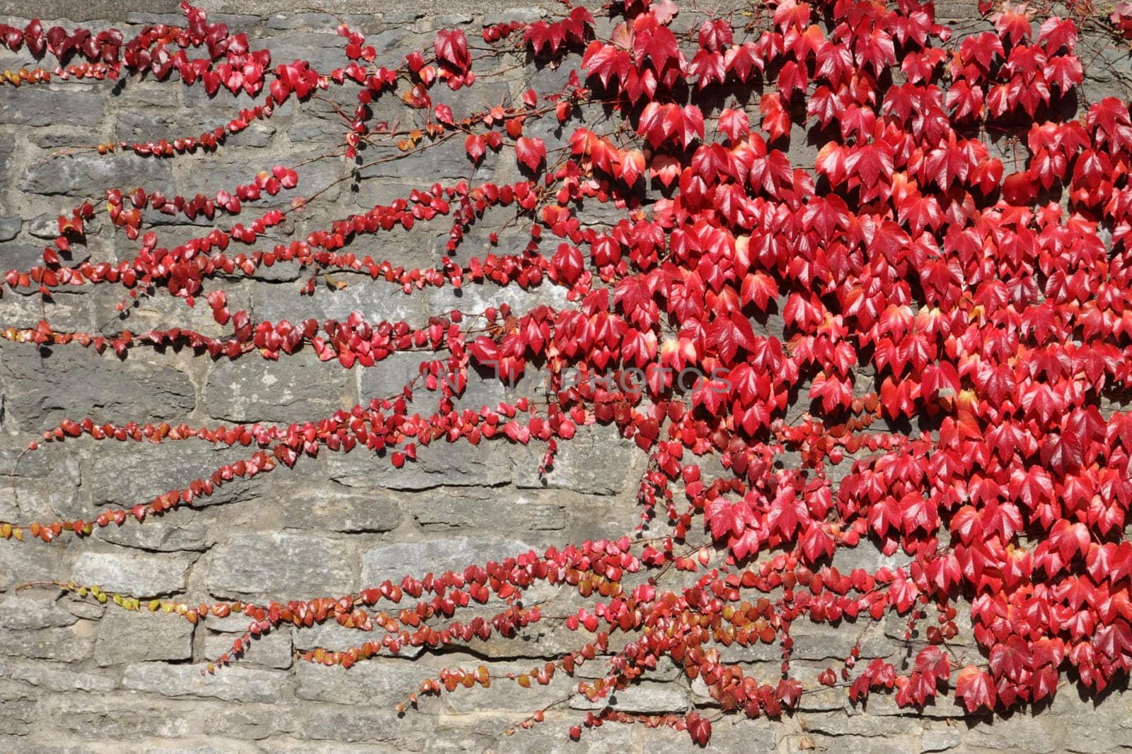 Wild wine on a wall