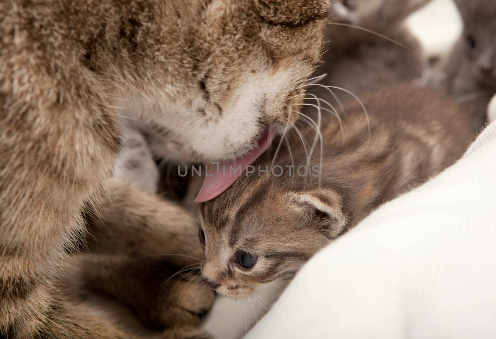 gray tabby cat licking her young clean with the tongue