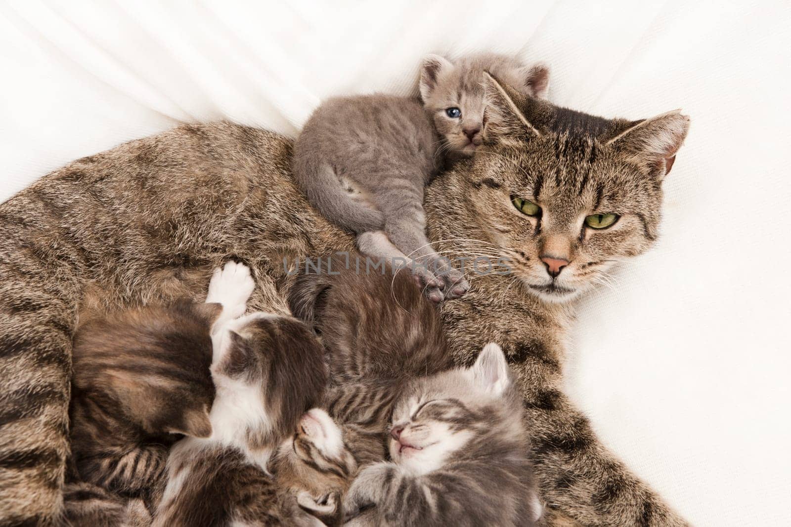 cat sleeps with her ​​young, a heap of cat is cuddly babies on their mother