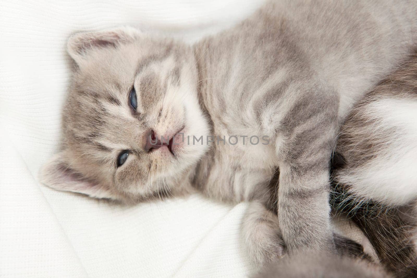 kitten cuddling, a heap of cat is cuddly babies on their mother