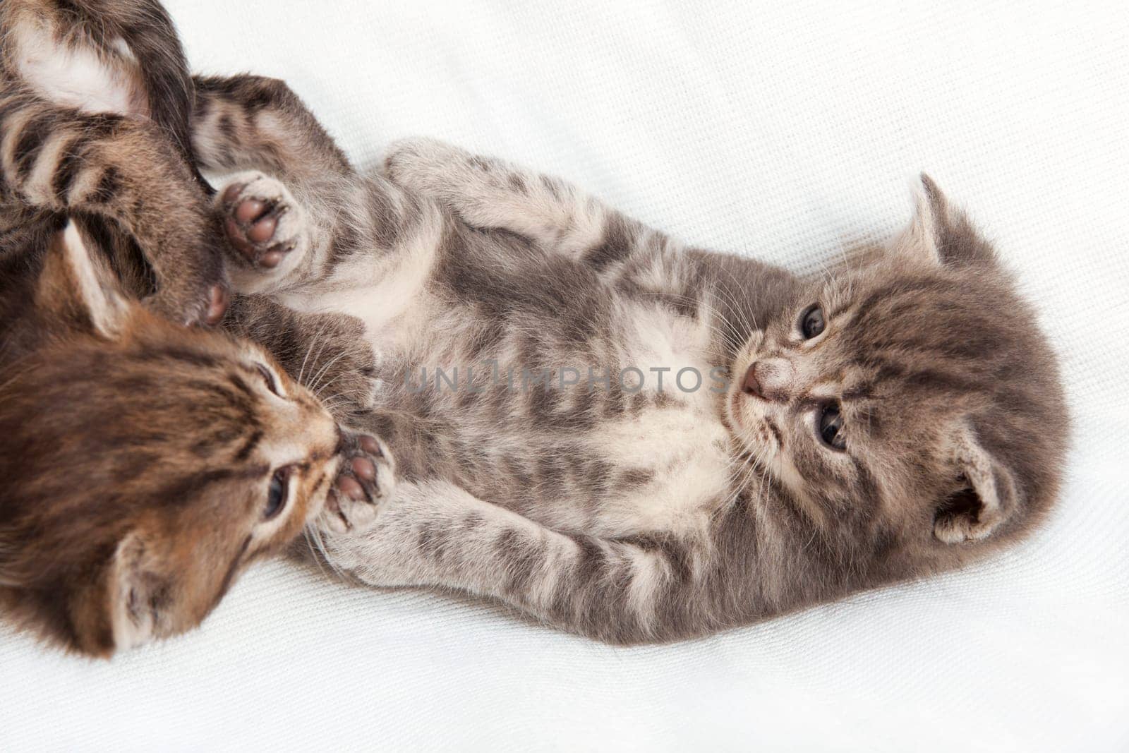 kitten playing, a heap of cat is cuddly babies on their mother
