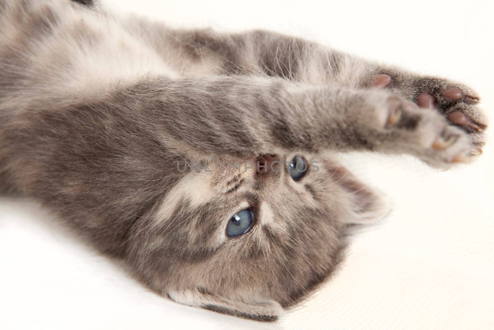 cat baby stretches his paws in the air