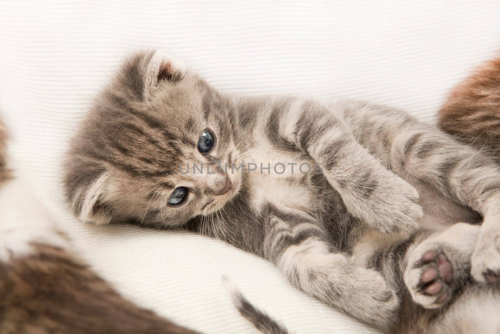 cats child with blue eyes lies on a white blanket