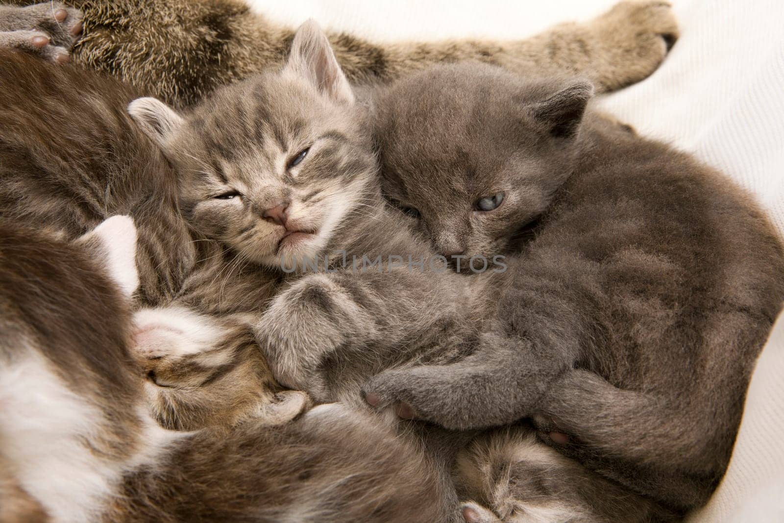sleeping cat children, a heap of cat is cuddly babies on their mother