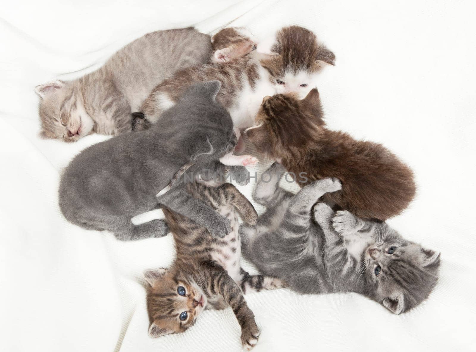 A heap of cat is cuddly babies on their mother, seven cat babies