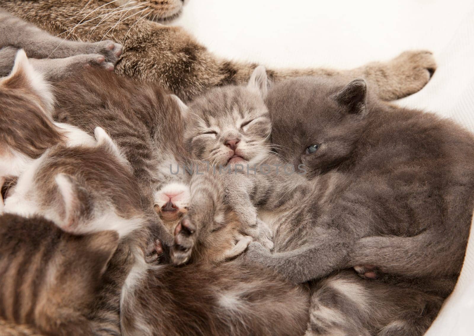 playing cat children, a heap of cat is cuddly babies on their mother