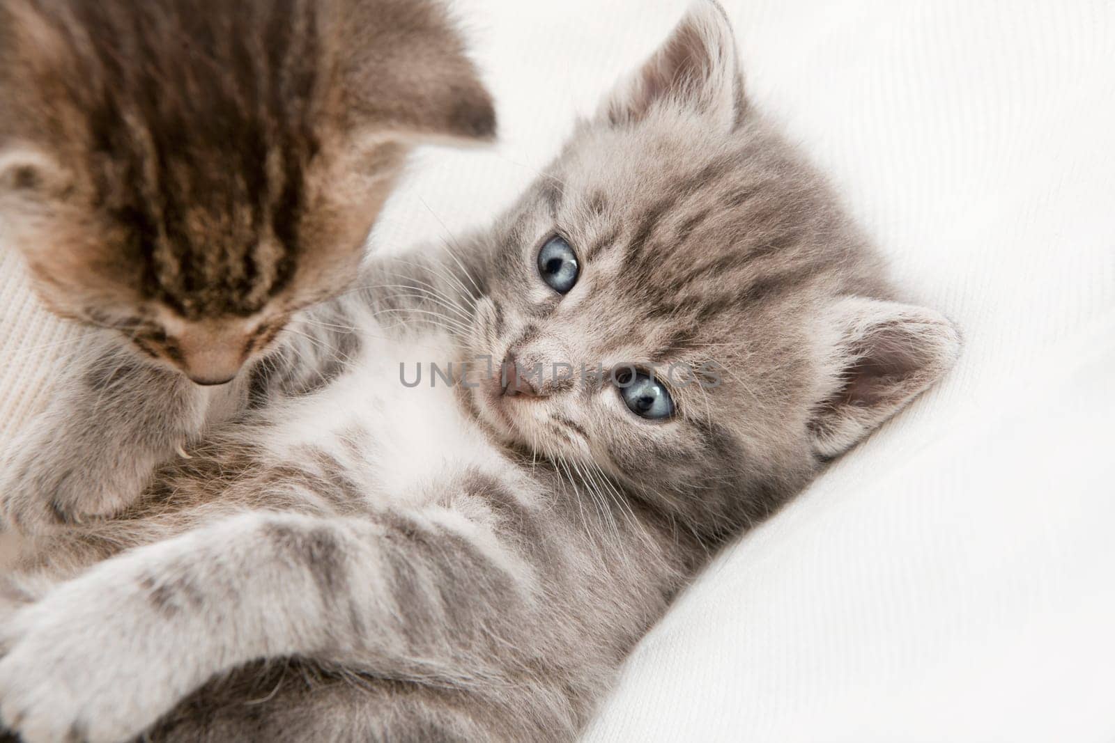 two cats babies playing, a heap of cat is cuddly babies on their mother