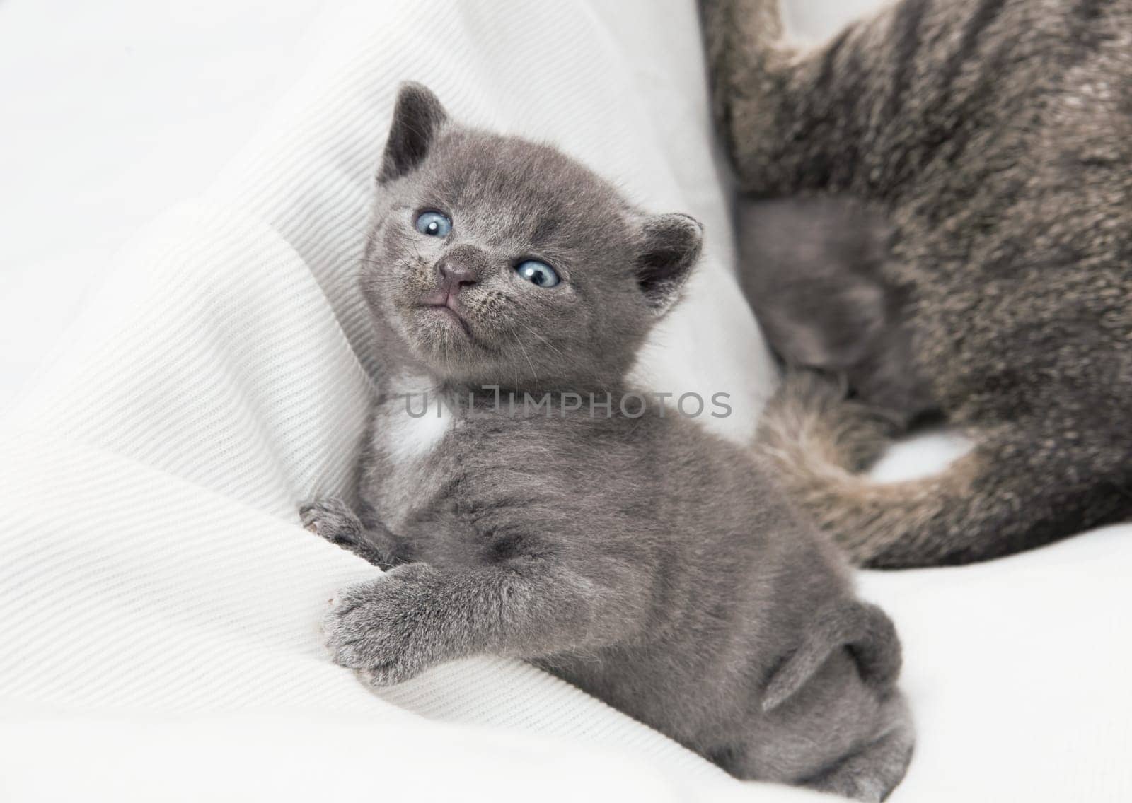 kitten looks upwards, a heap of cat is cuddly babies on their mother