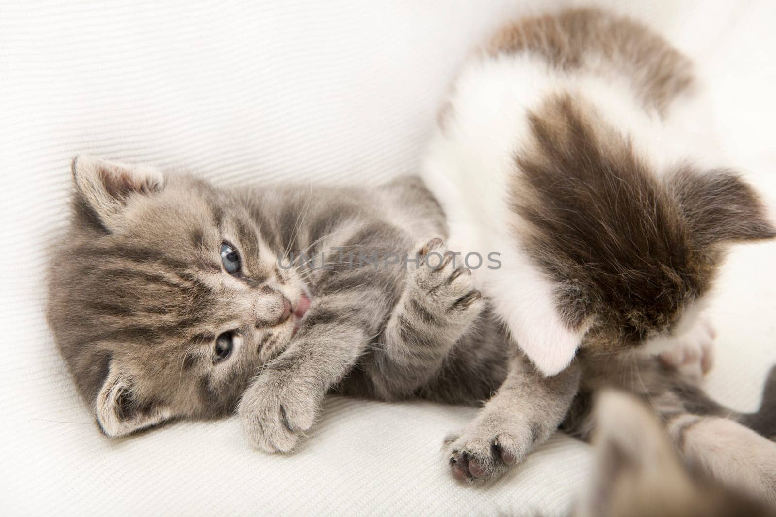 two cats children playing together on a white blanket