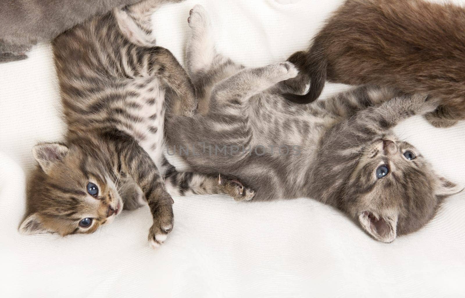 tabby cat child cuddling on a white blanket, a heap of cat is cuddly babies on their mother