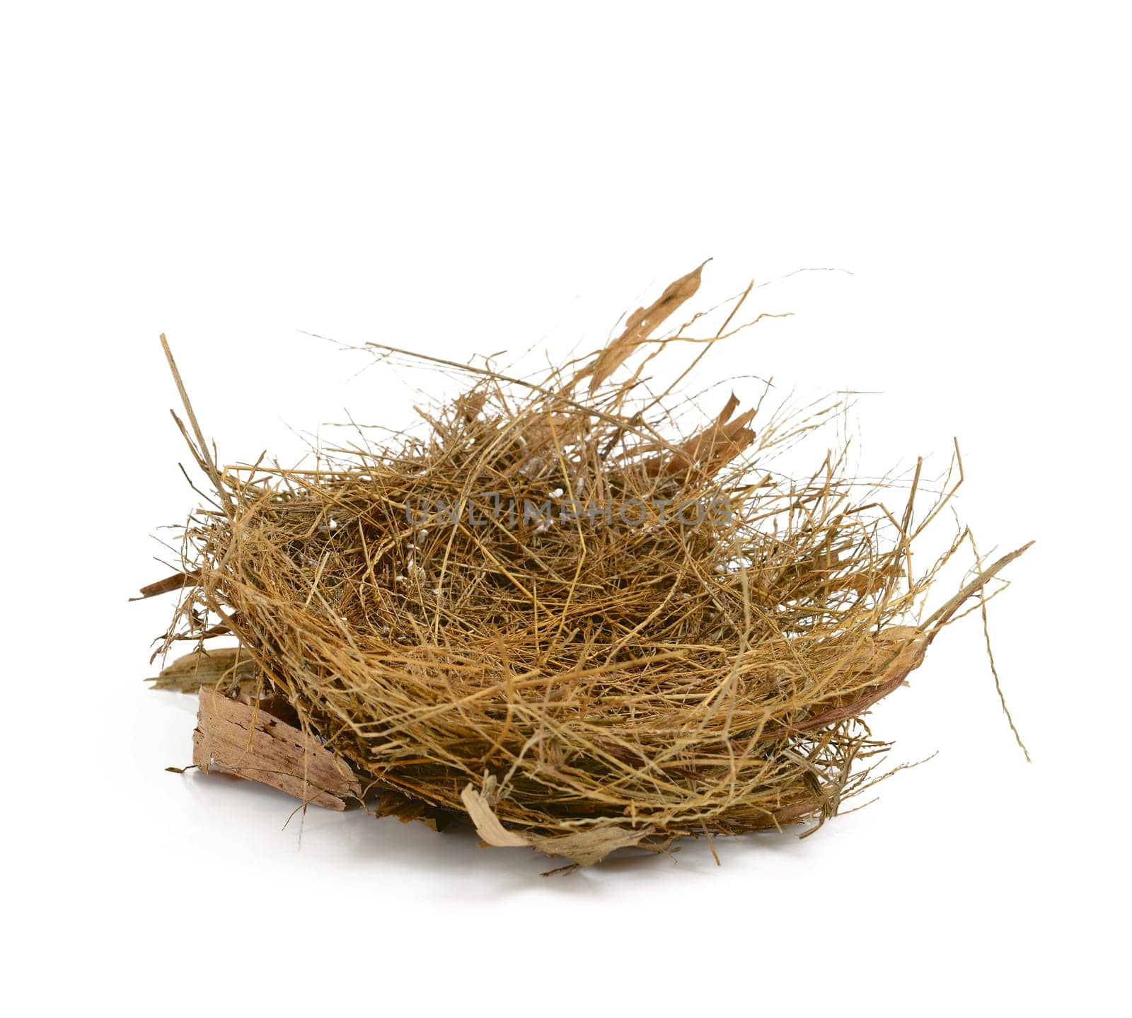 Bird nest isolated