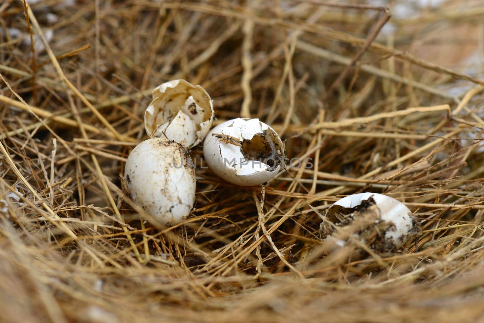 Broken nest egg