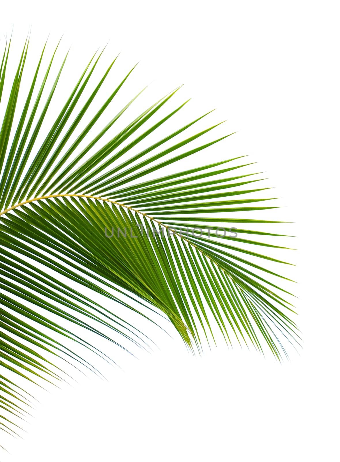 Palm leaf