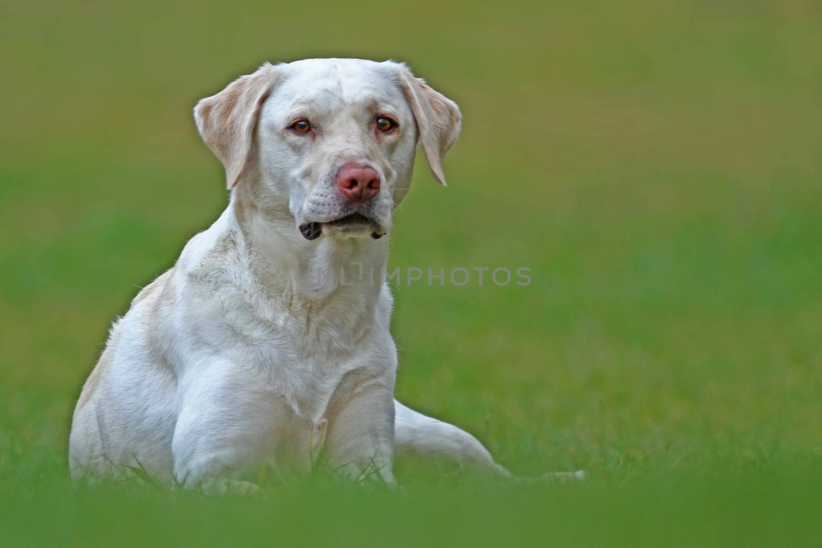 The Labrador