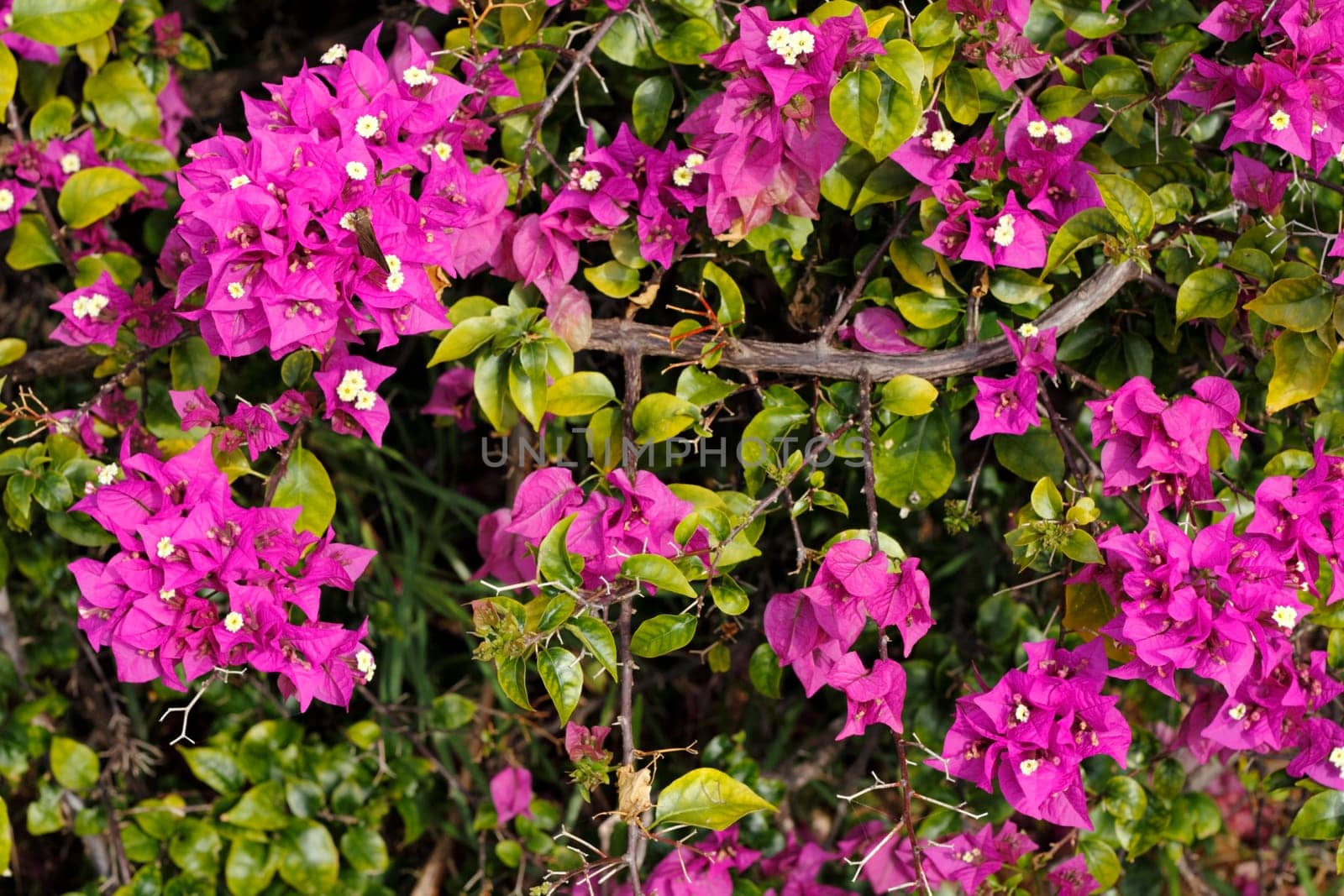 Up close branch of a beautiful, tropical purple yellow fuchsia Bougainvillea plant bush seen in tropical Fort Lauderdale, Florida on a sunny winter day..
