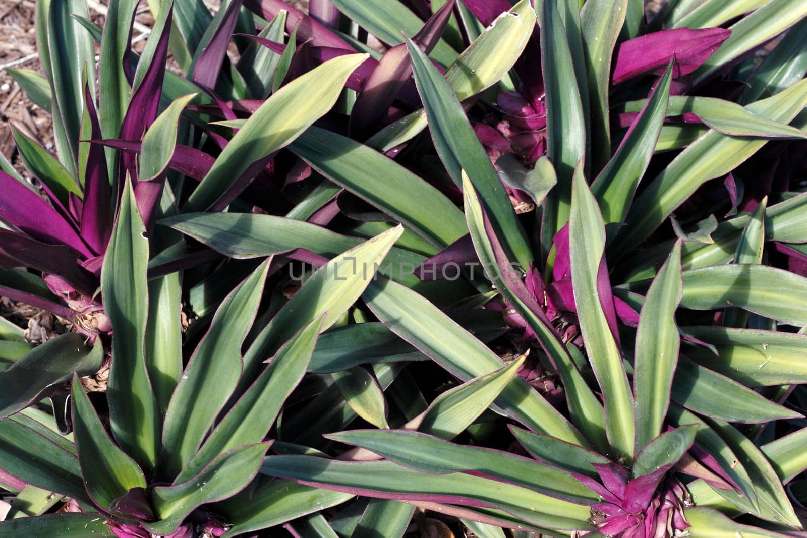 Rhoeo groundcover is a beautiful low-growing herb native to Mexico. It has lance-shaped leaves with green color above and waxy purple below. This bunch was growing in south Florida..