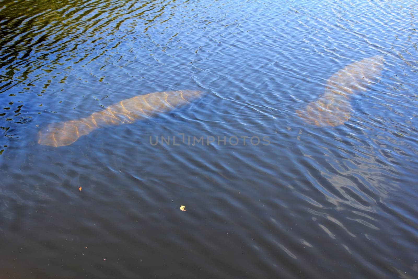 Two manatee sea creatures seen from above swimming below the water surface in a sunny brackish canal in Fort Lauderdale, Florida inland a few miles from the Atlantic ocean in winter..