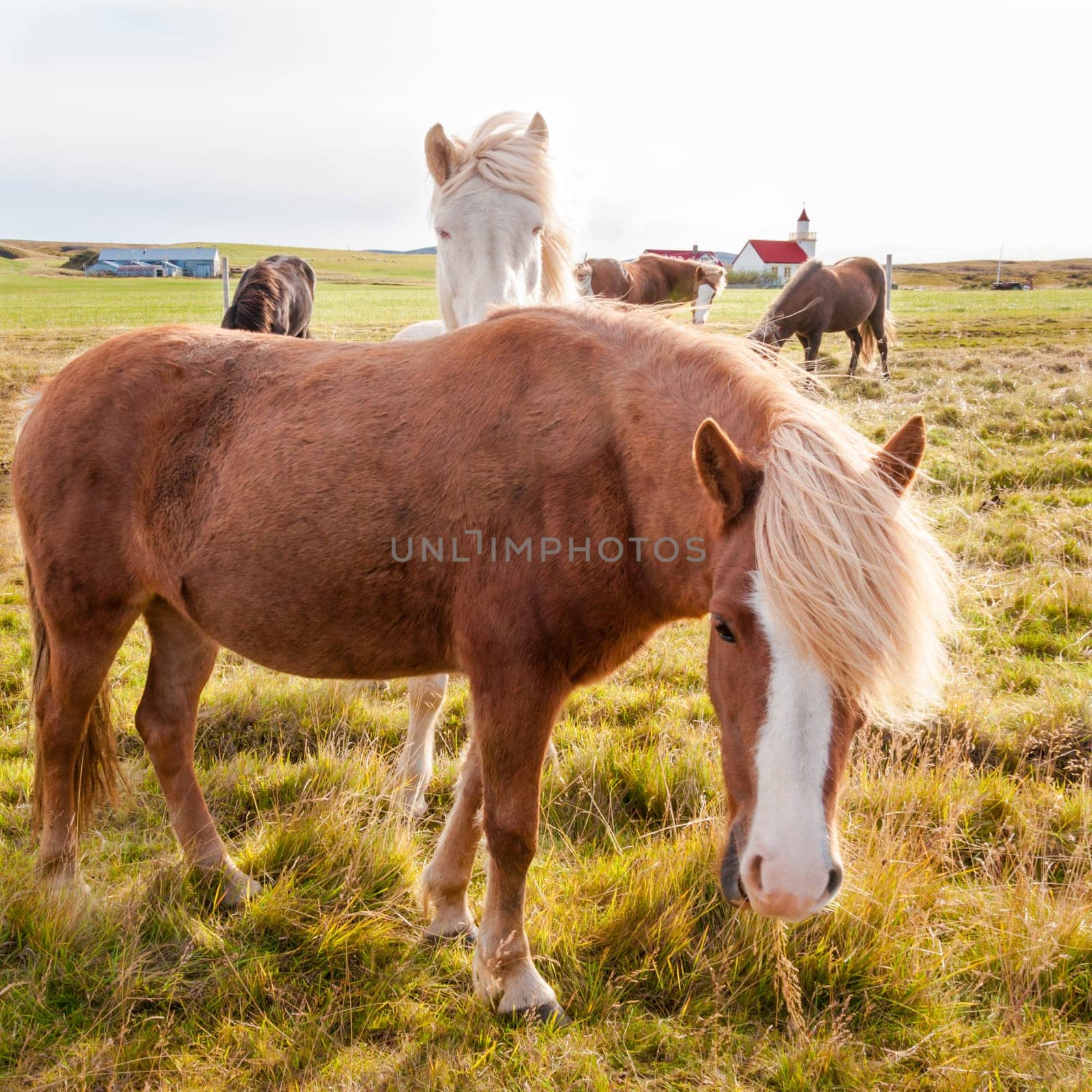 Icelandic horses