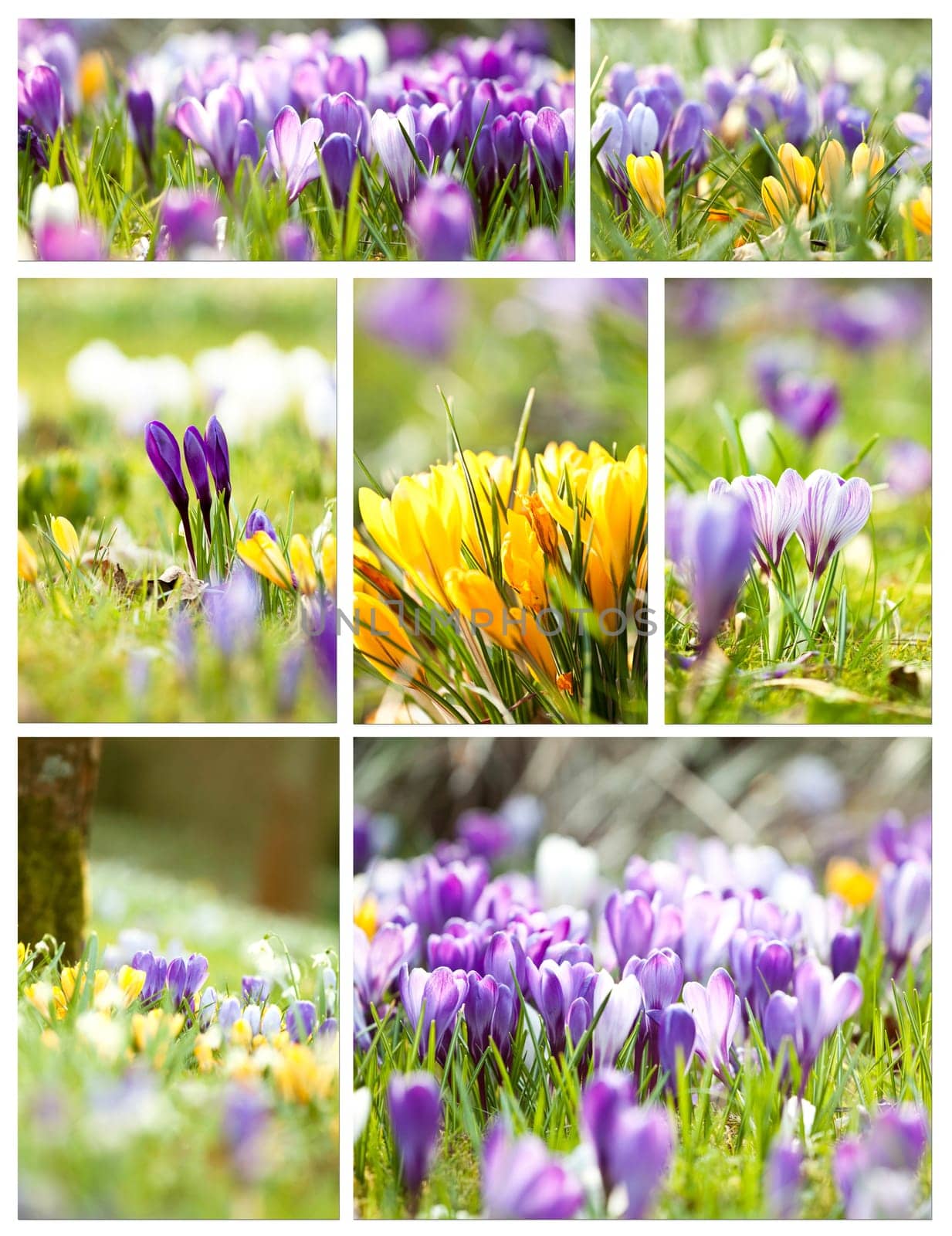 Colorful spring flowers collage