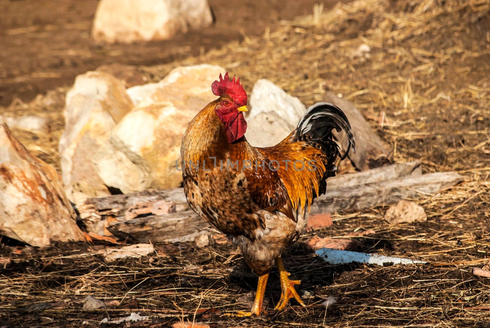 Rooster in rural barn yard in sunny day