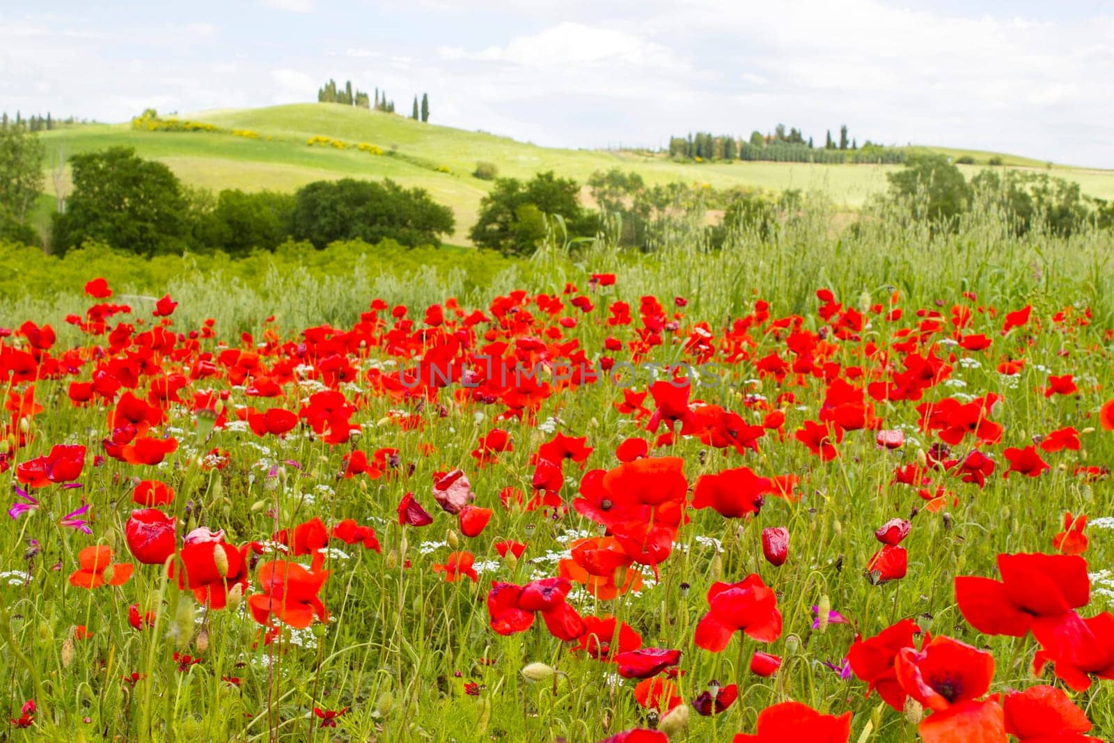 spring in Tuscany, landscape with poppies