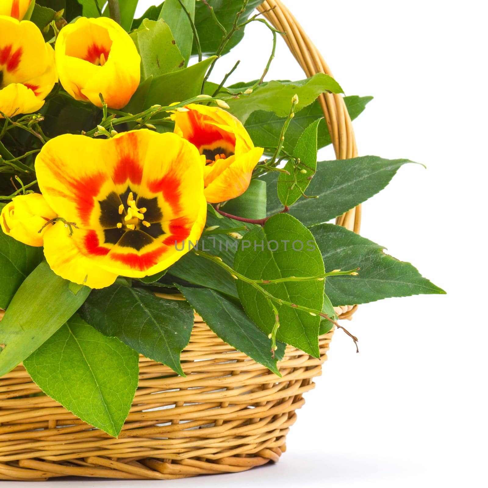 yellow tulips in a basket on a white background