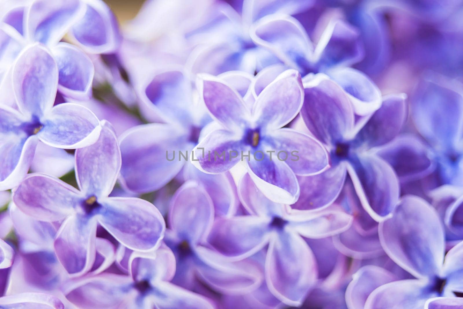 Blooming lilac flowers. Abstract background. Macro photo.
