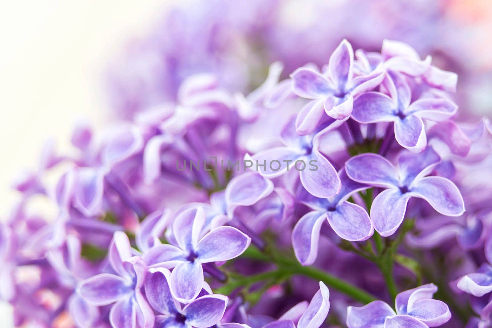 Blooming lilac flowers. Abstract background. Macro photo.