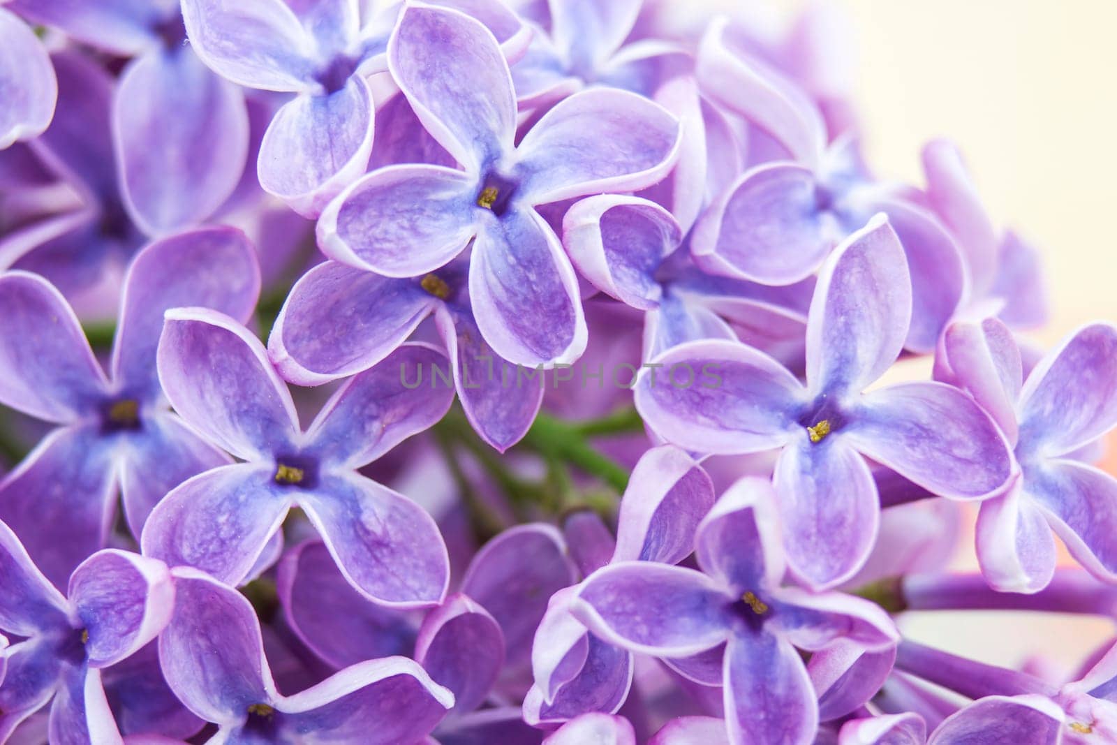 Blooming lilac flowers. Abstract background. Macro photo.