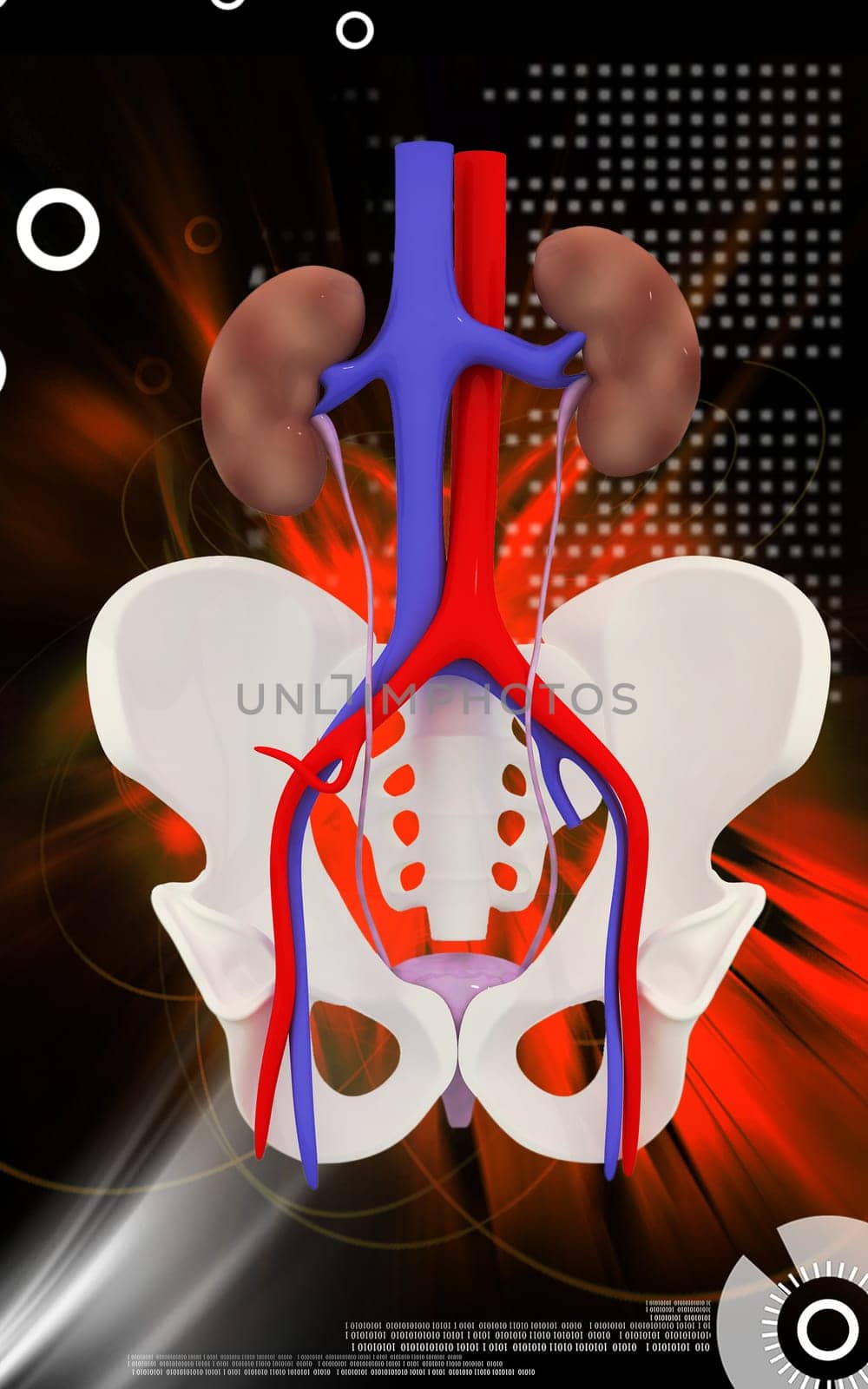 Digital illustration of Kidney and Pelvic girdle in colour background