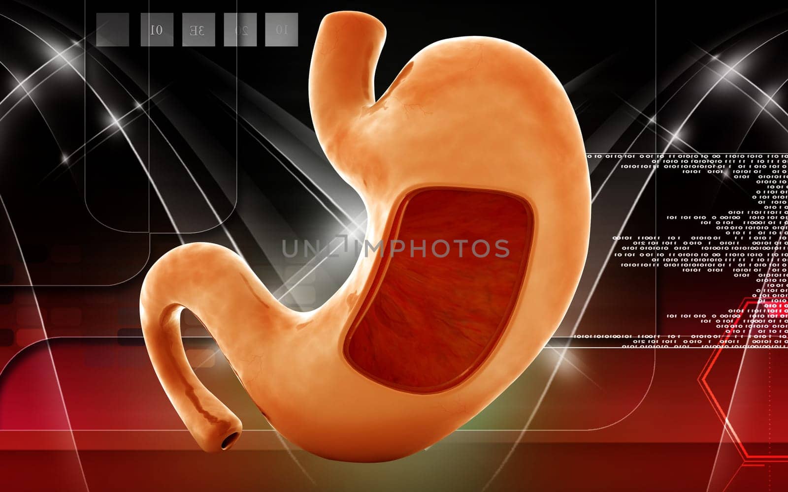 Digital illustration of stomach in colour background