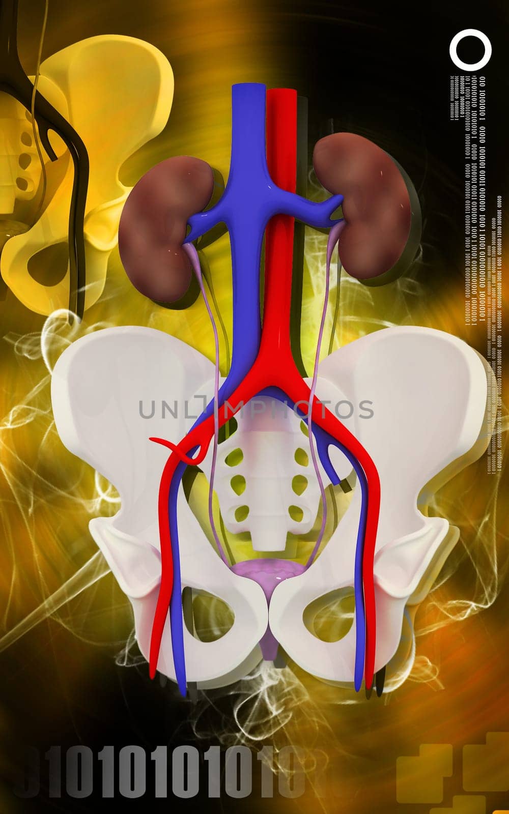 Digital illustration of Kidney and Pelvic girdle in colour background