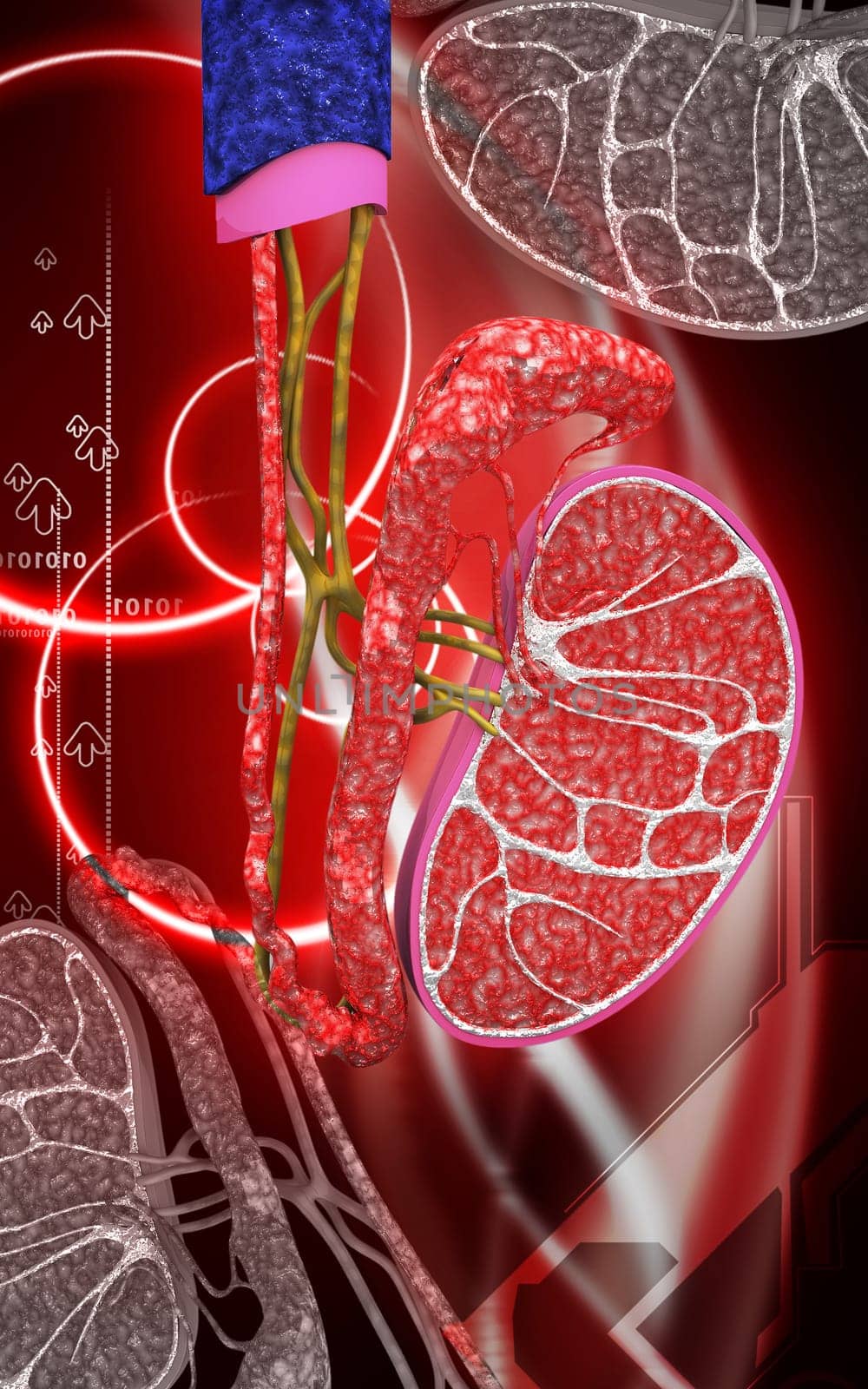 Digital illustration of kidney in colour background