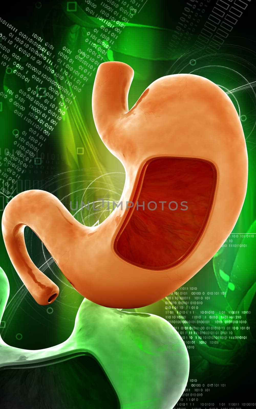 Digital illustration of stomach in colour background