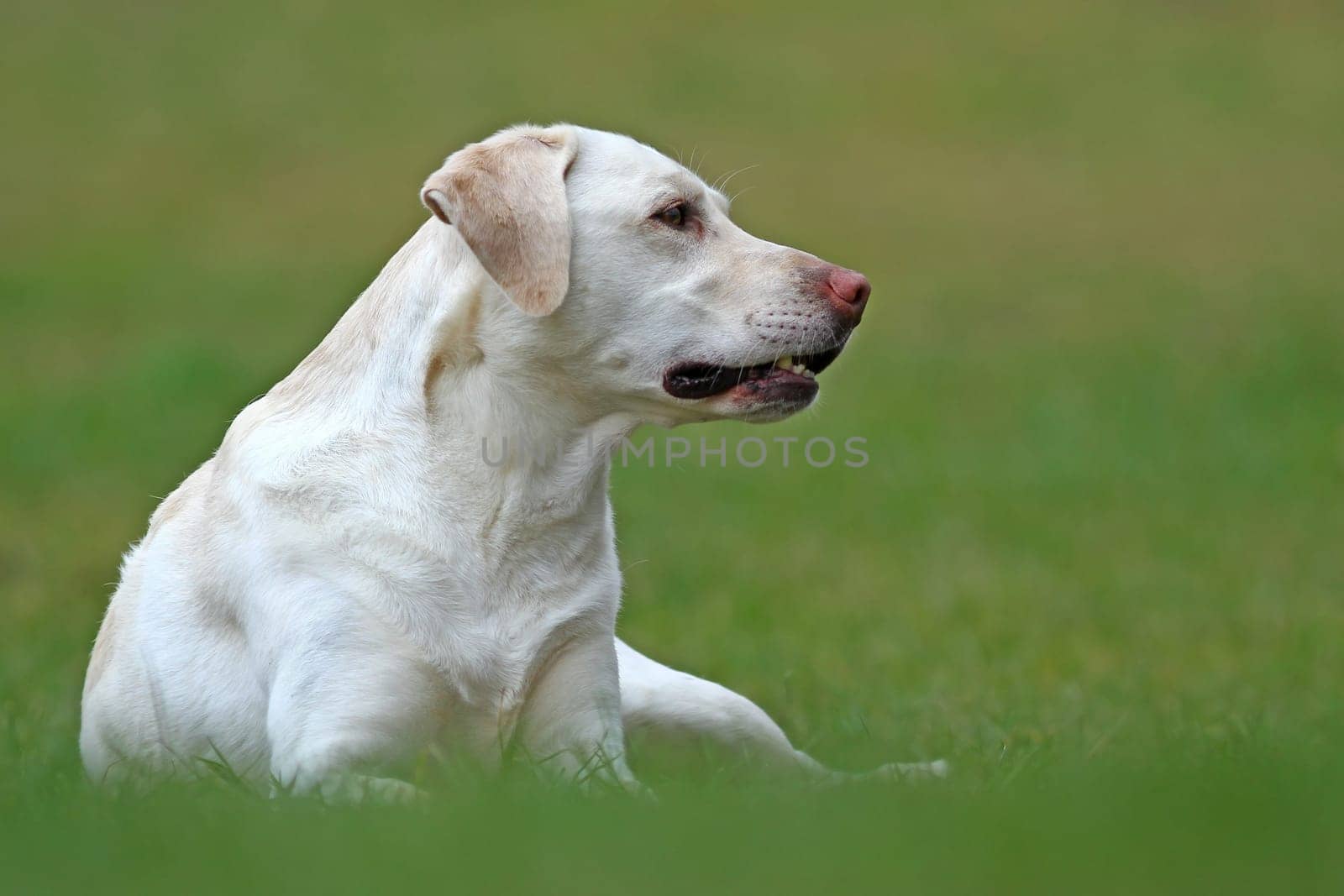 The Labrador